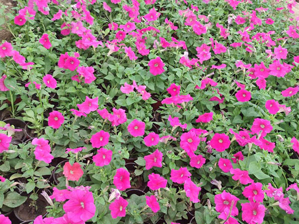牽?；?></div>
						<div   id=